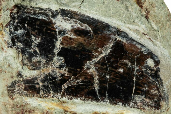 Serrated Abelisaurid Tooth In Situ - Dekkar Formation, Morocco #298670